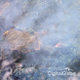 Image for article titled A new satellite can see through forest fires from space
